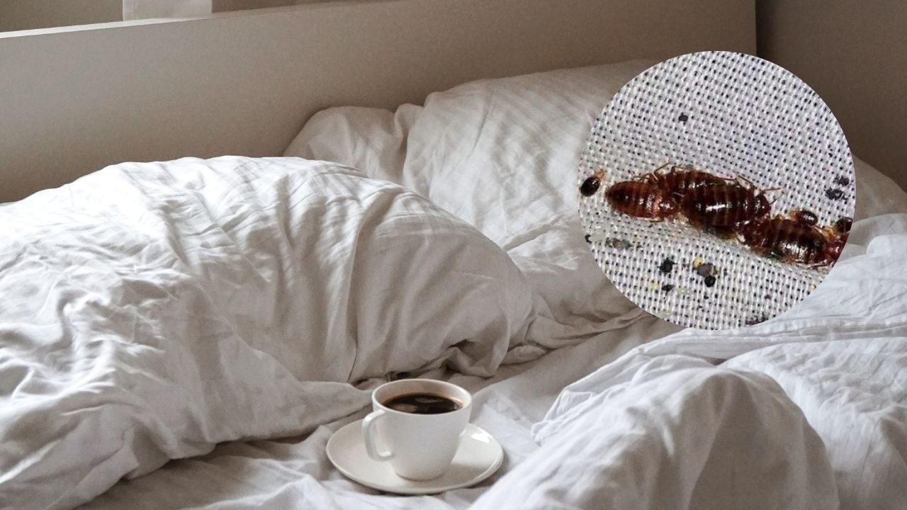 como evitar aparicion de chinches