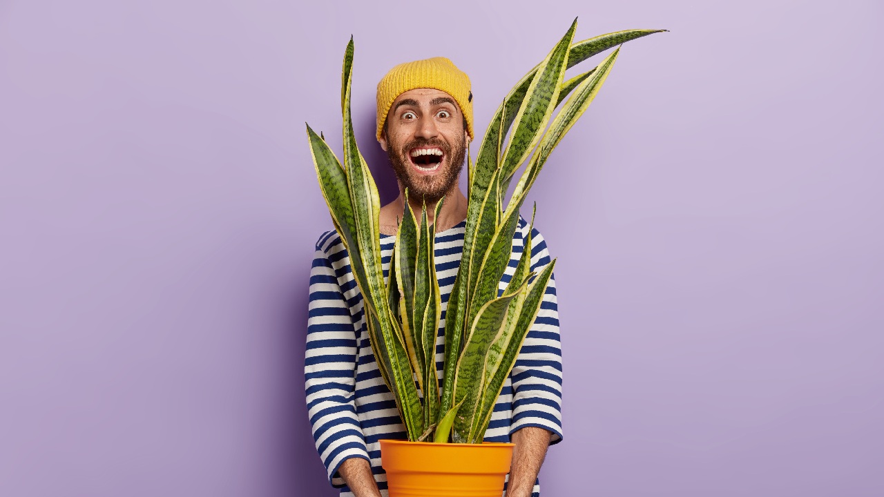 lengua de suegra para que cabello crezca