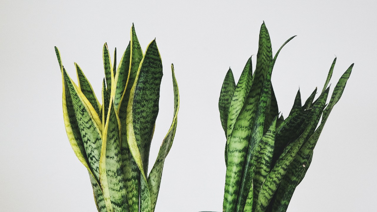 beneficios lengua de suegra para cabello