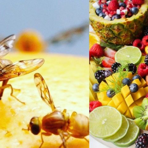 Como hacer una trampa para moscas de la fruta