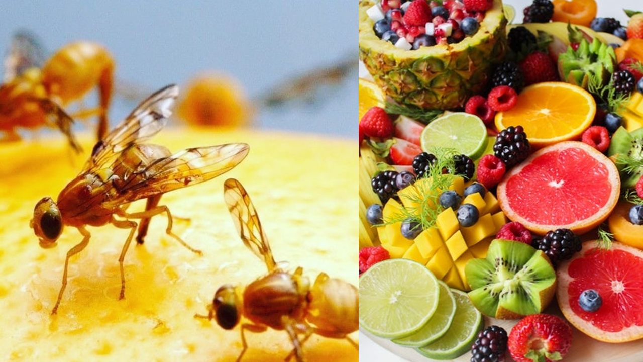 Como hacer una trampa para moscas de la fruta