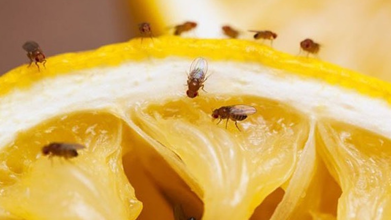 trampas para la mosca de la fruta