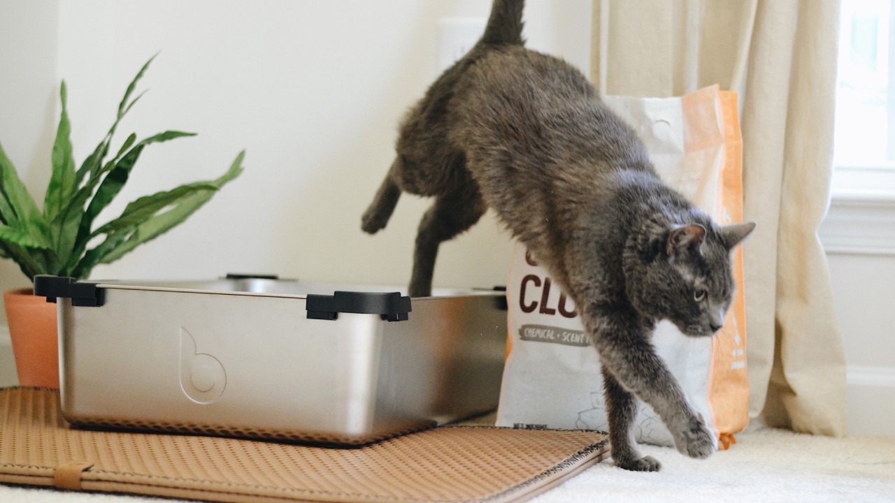 Cómo limpiar el arenero de tu gato