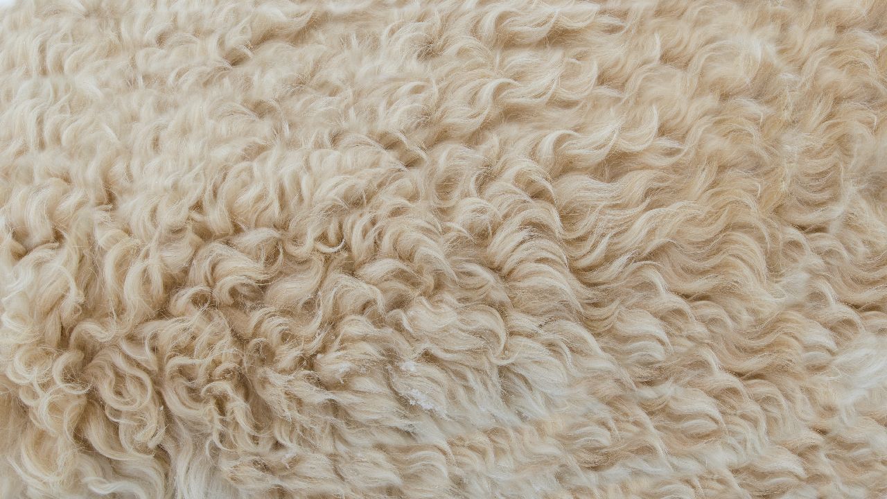 como usar bicarbonato para limpiar alfombras de pelo largo