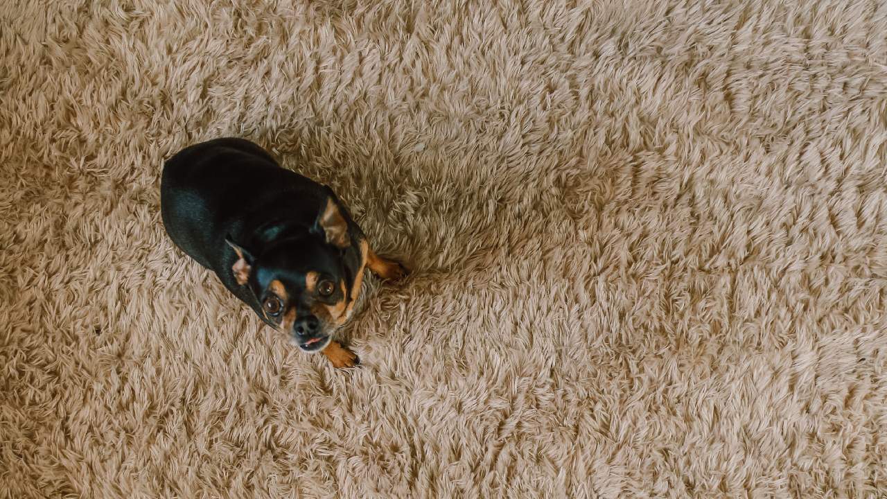 metodo para limpiar alfombras de pelo largo