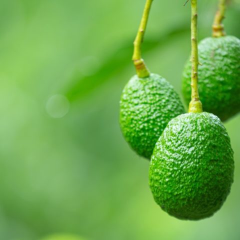 lograr que tu planta de aguacates de muchos frutos