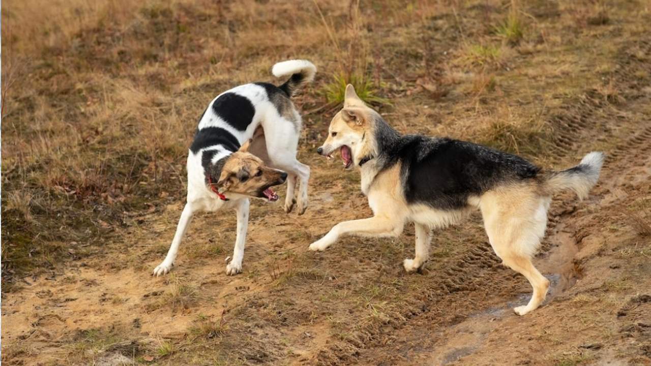 temperamento del perro