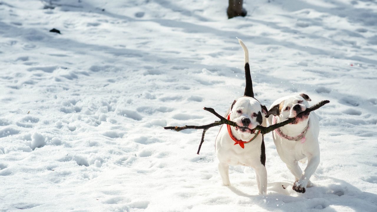 comportamiento de tu mascota