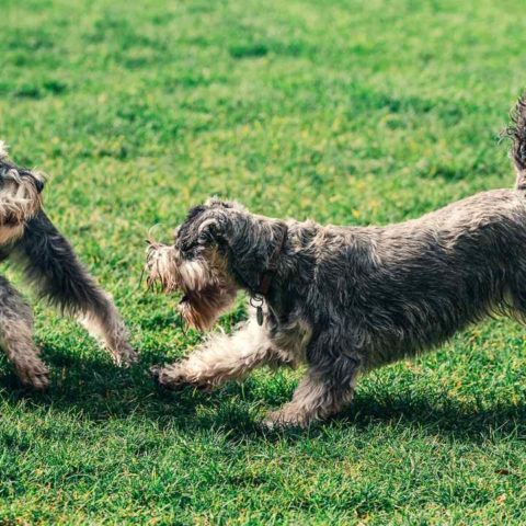 Como saber si tu perro esta jugando o peleando