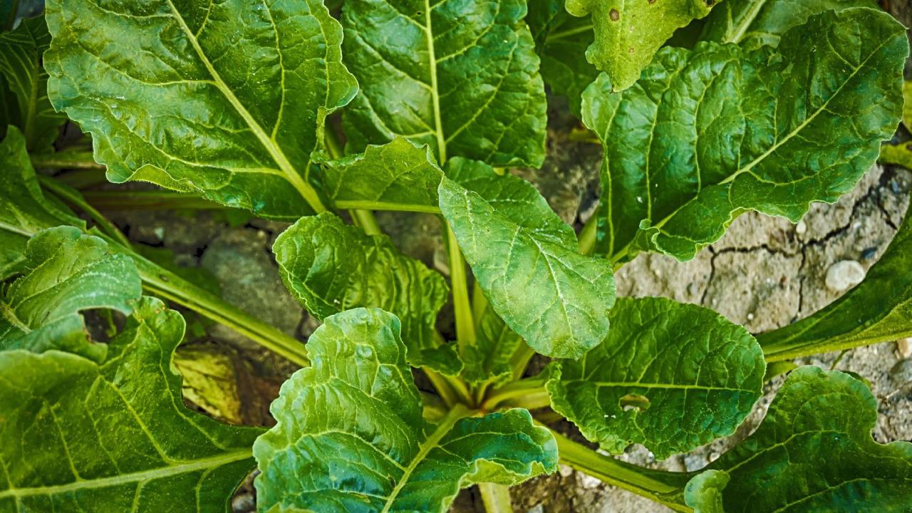 sembrar espinacas en maceta