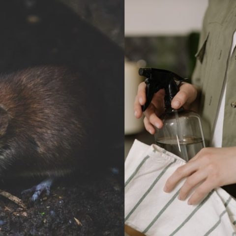 ahuyentar a ratas y ratones de tu hogar sin danar tu salud