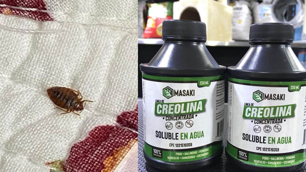 como eliminar las chinches al 100