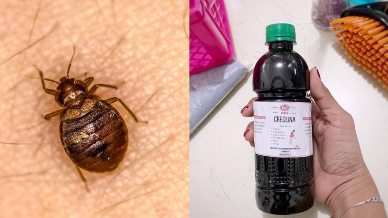 eliminar las chinches en casa