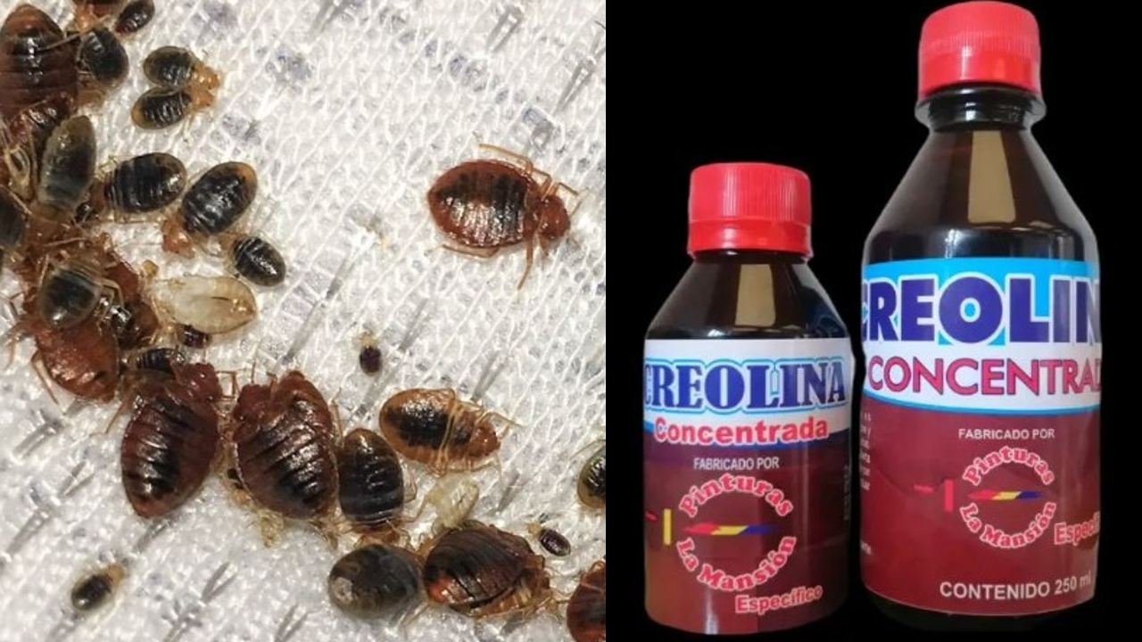 como eliminar las chinches rapidamente