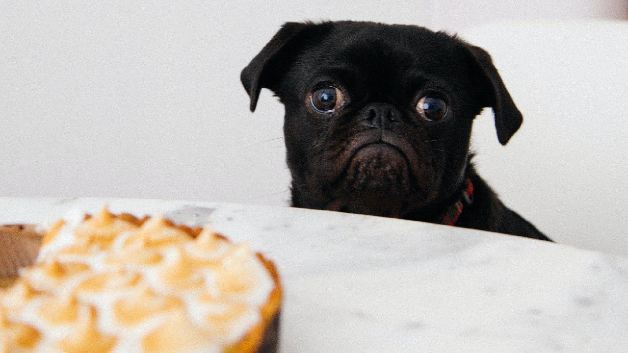 humanizar perros es maltrato