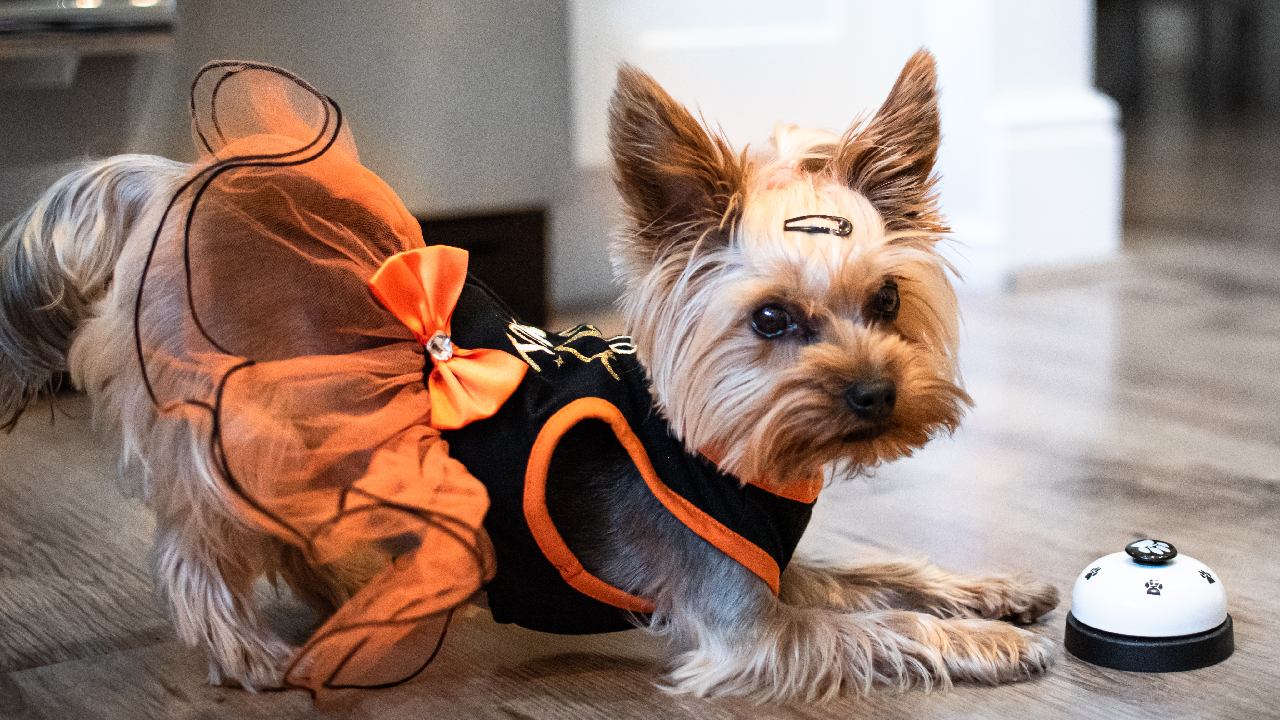 humanizar mascotas es maltrato