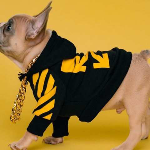 cosas que haces con tus perros y son maltrato