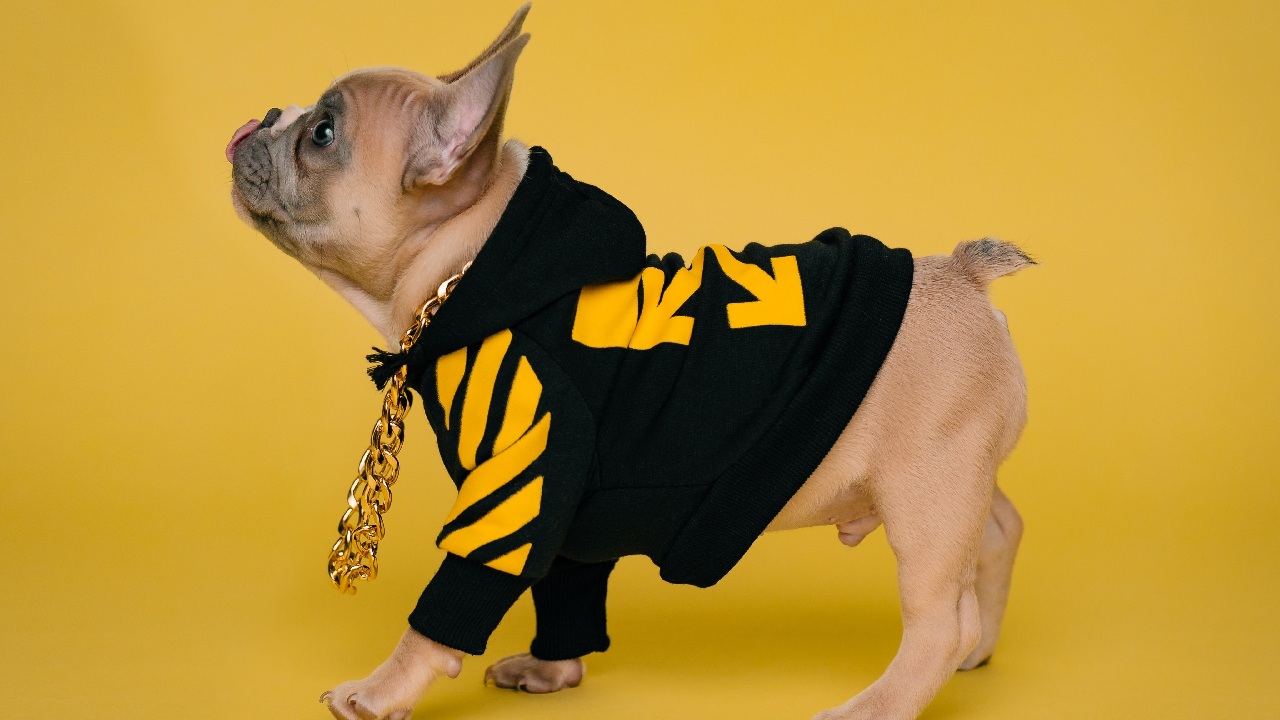 cosas que haces con tus perros y son maltrato