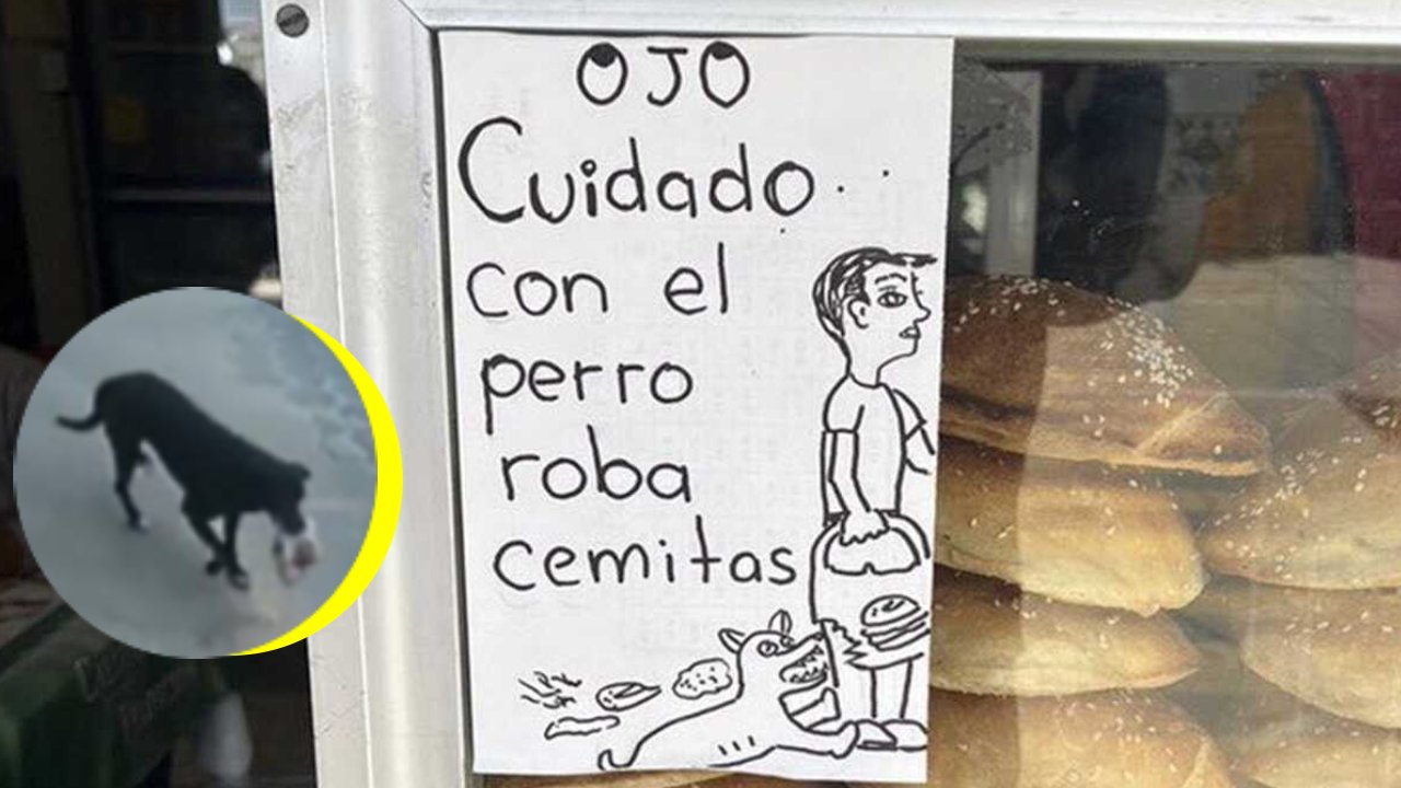 cuidado con el perro roba cemitas