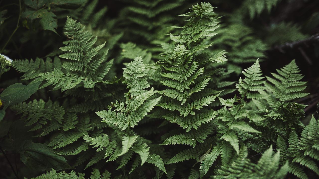 donde colocar helechos para atraer riqueza