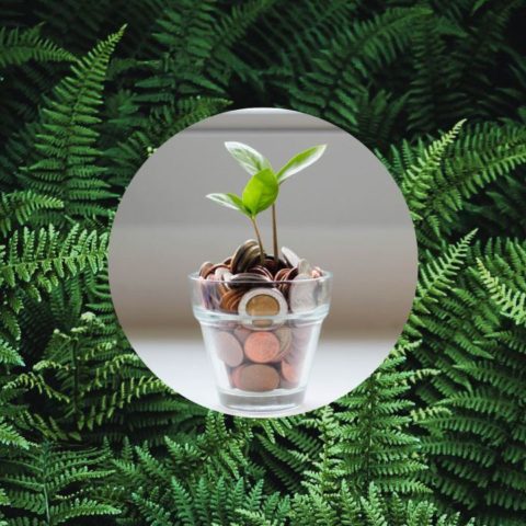 donde colocar helechos para atraer dinero