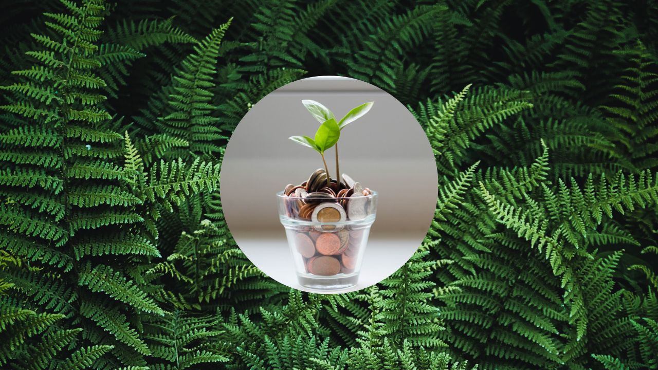 donde colocar helechos para atraer dinero