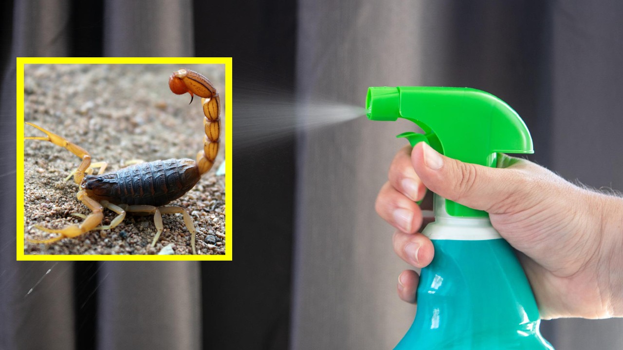 el cloro mata alacranes