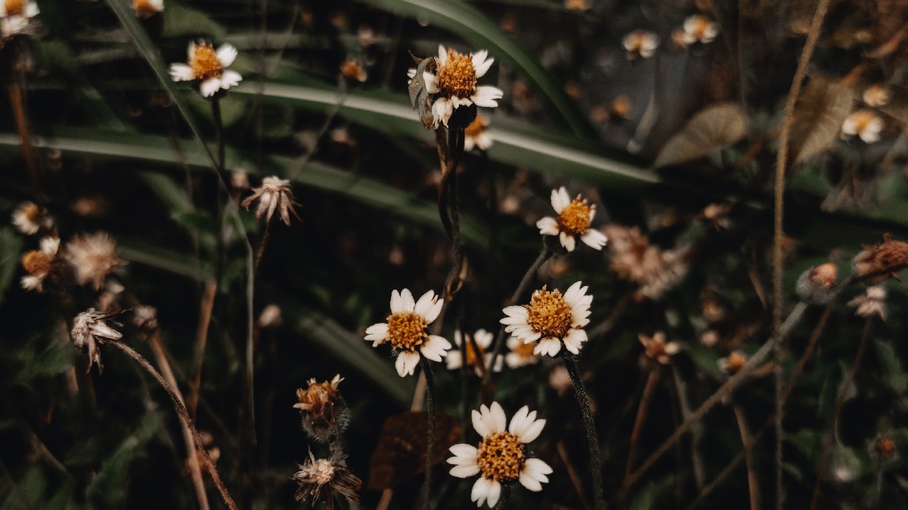 que jabon usar contra plagas plantas