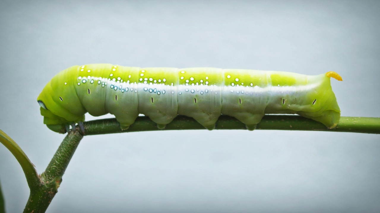 como eliminar plagas plantas