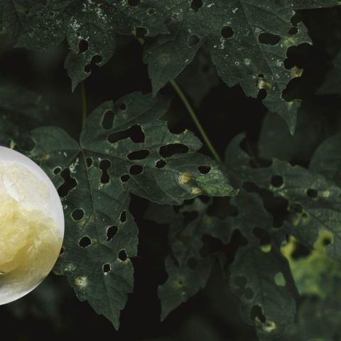 jabon que arrasa con plagas