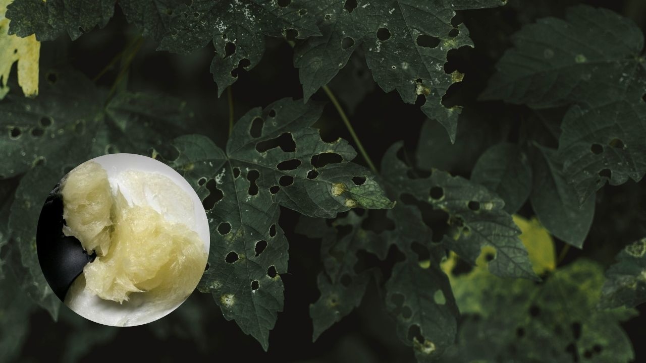 jabon que arrasa con plagas