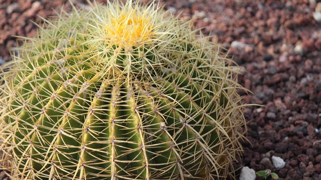 el cactus que es ilegal