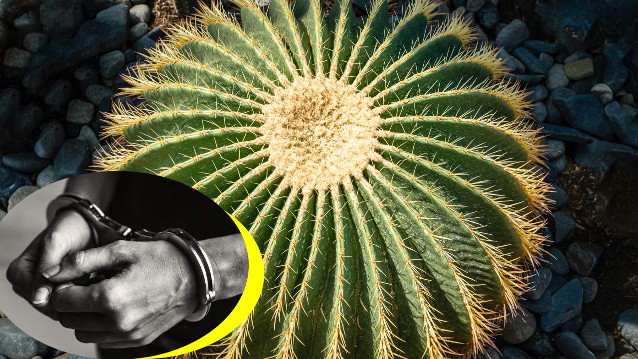 el cactus que es ilegal