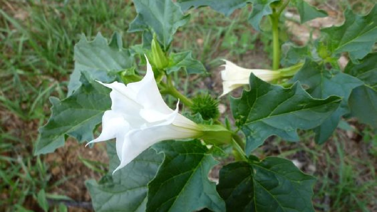 estramonio usada en brujeria