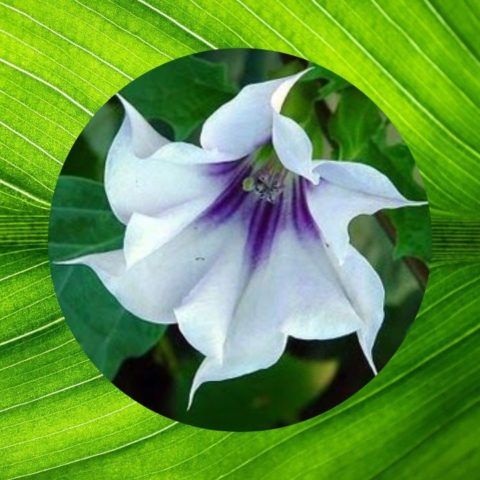 estramonio como erradicarla de tu jardin