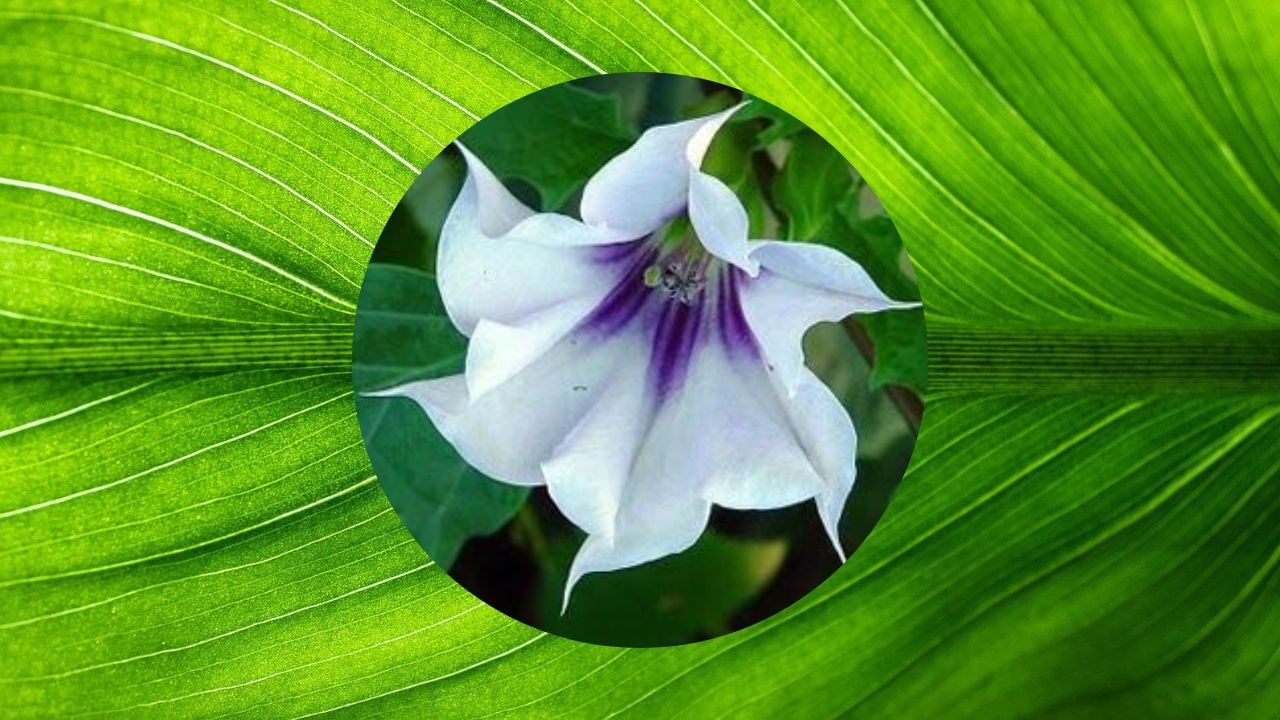 estramonio como erradicarla de tu jardin