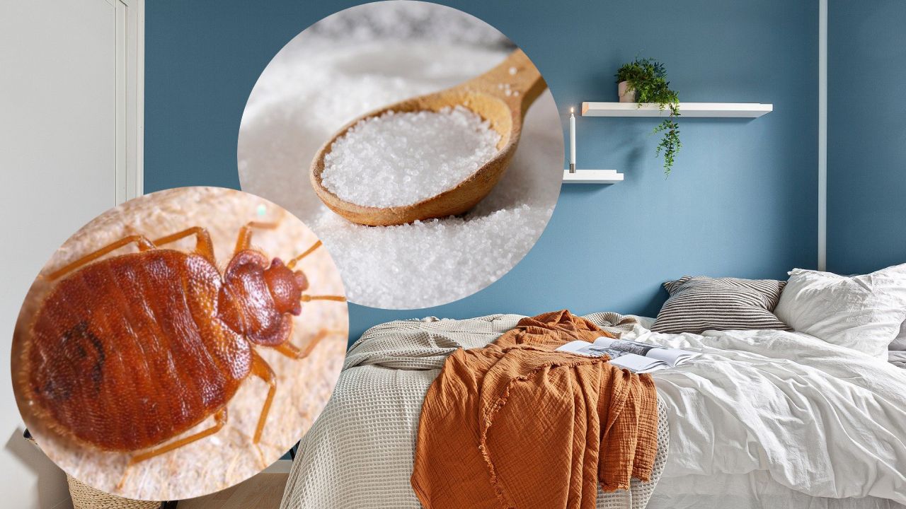 evita chinches en tu cama con sal