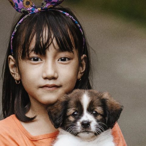 relacion entre hepatitis y perros