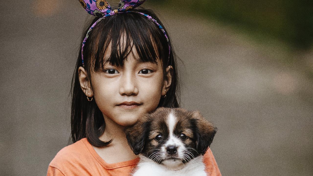 relacion entre hepatitis y perros