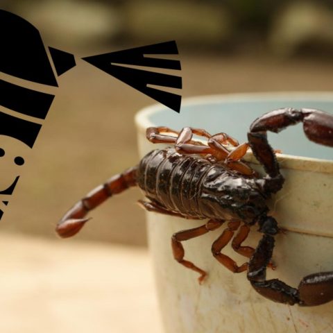 insecticida casero para alacranes