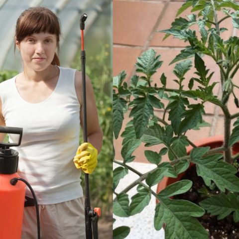 Insecticida con hojas de tomate