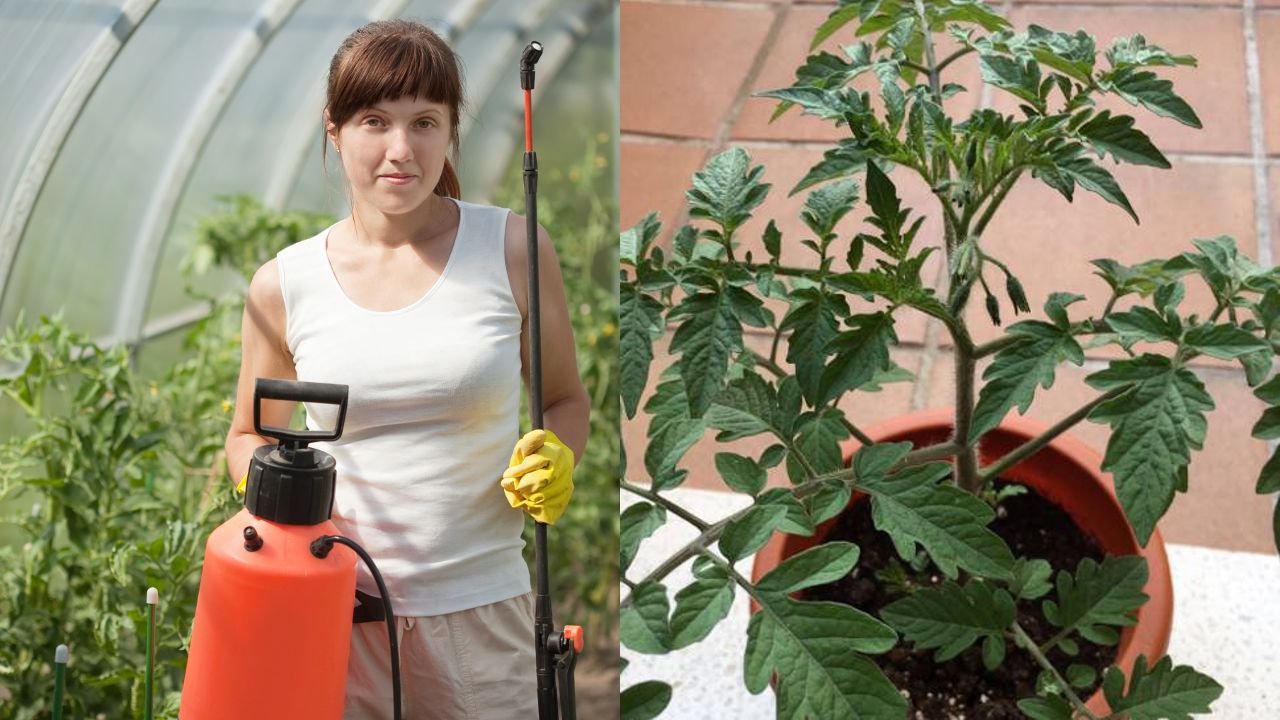 Insecticida con hojas de tomate