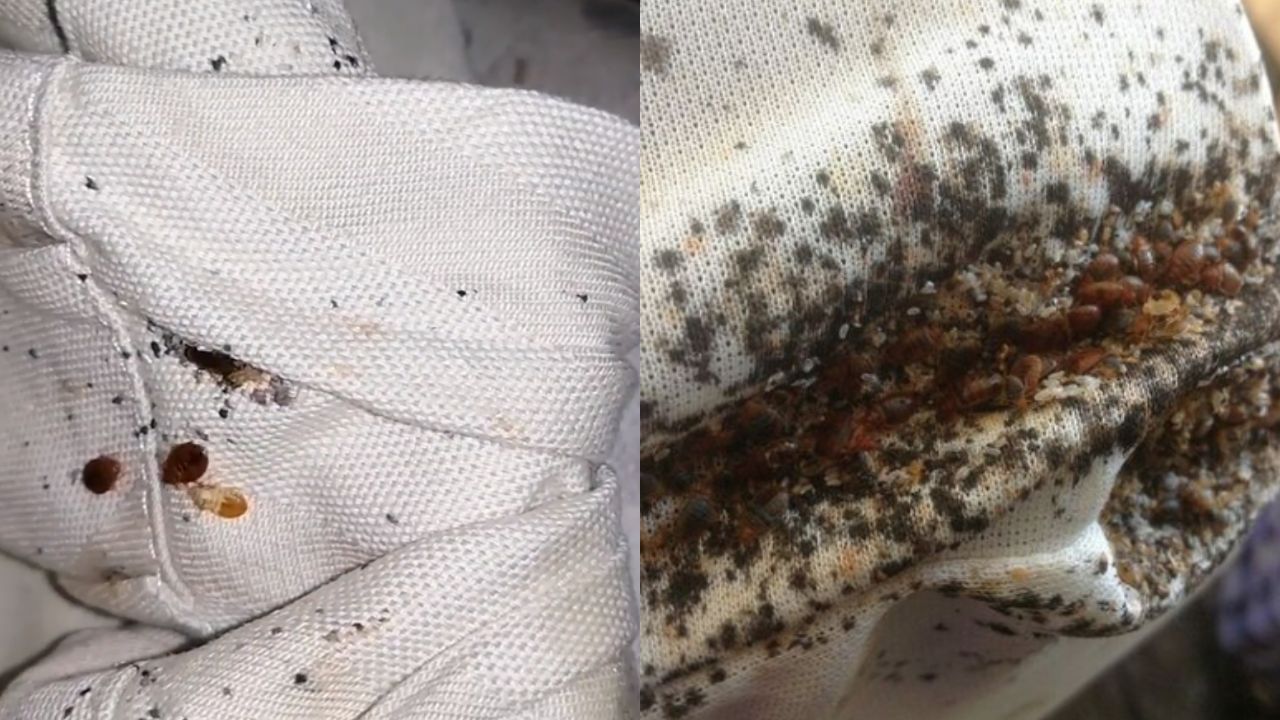 las chinches secas reviven