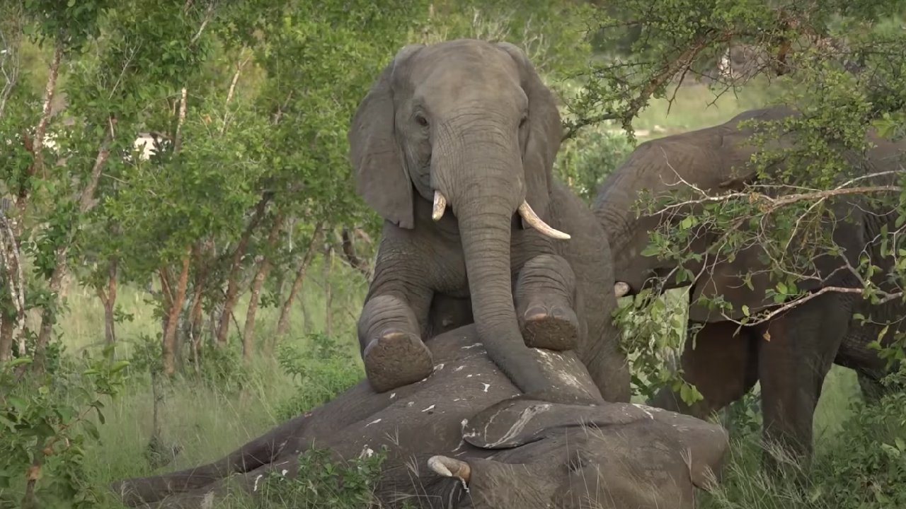 duelo de mamas elefante