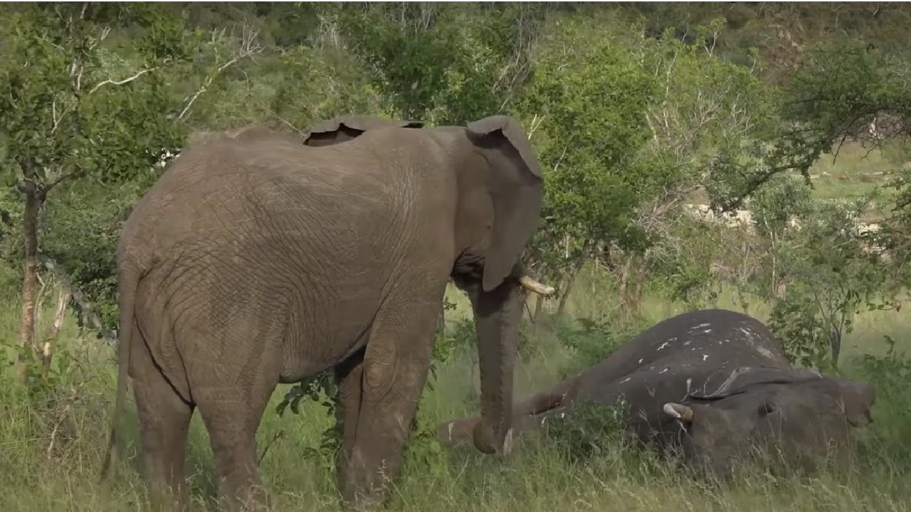 que hacen elefantes cuando muere una cria