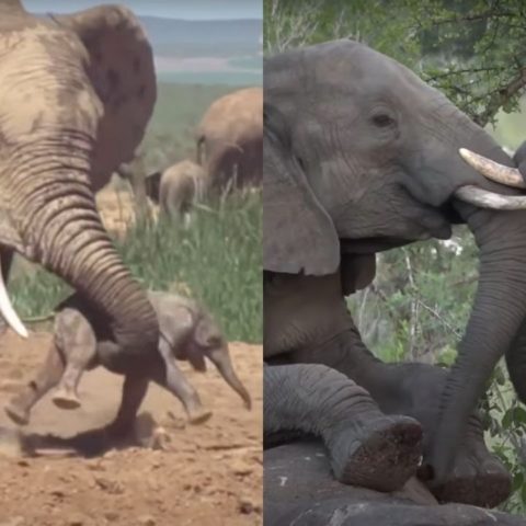mamas elefante duelo de sus crias
