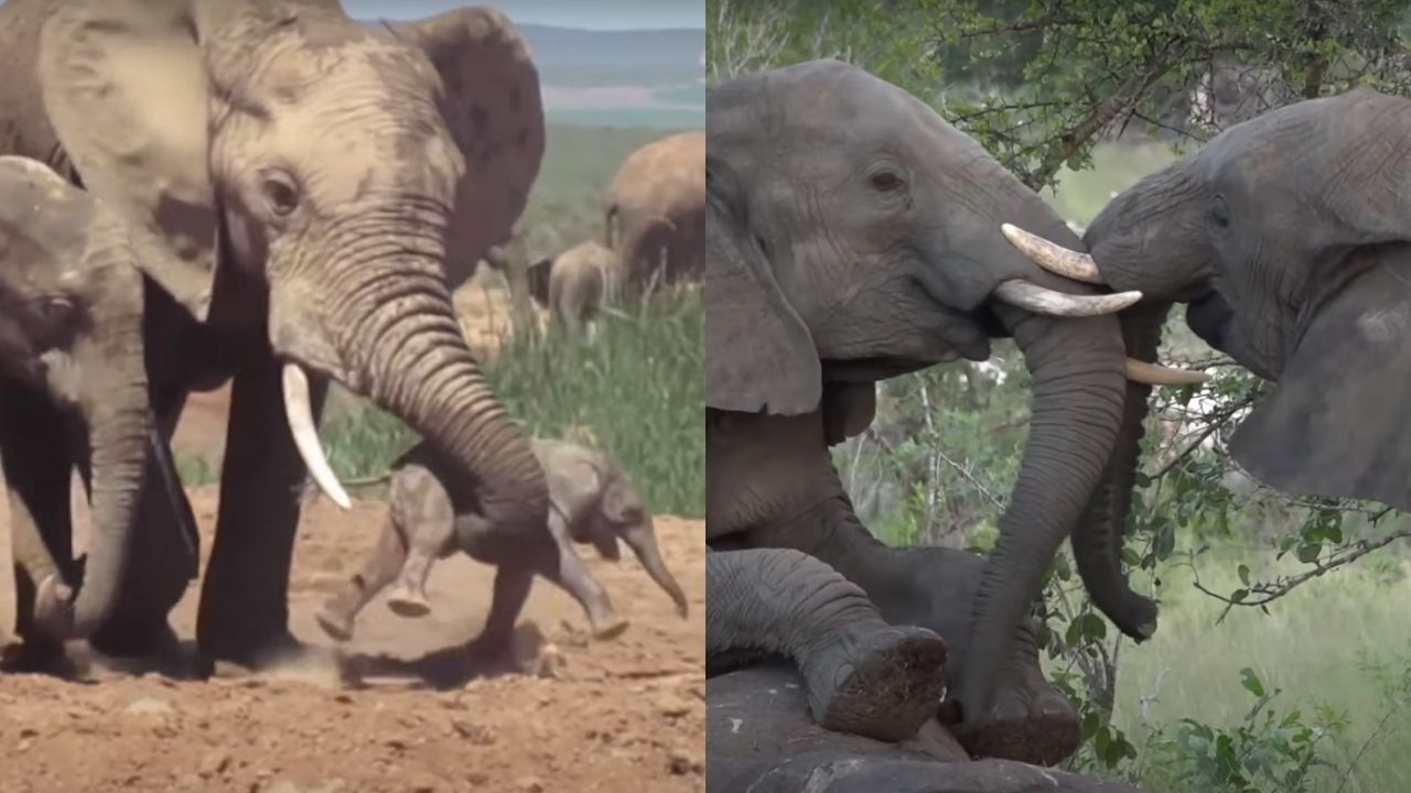 mamas elefante duelo de sus crias