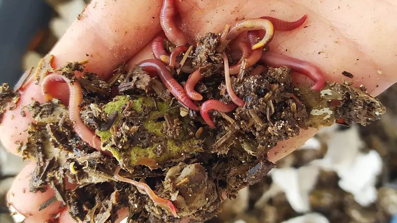 como hacer lombricomposta