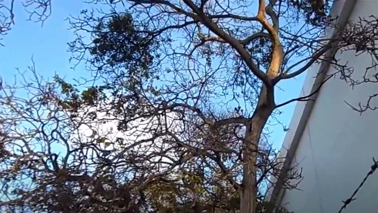 arboles con muerdago