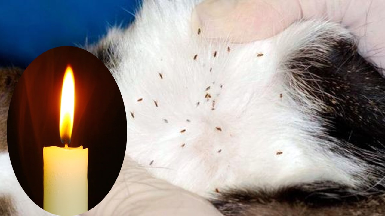 eliminar las pulgas de los muebles de tu casa